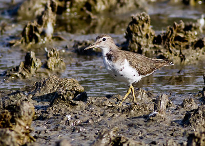 Spotted Sandpiper