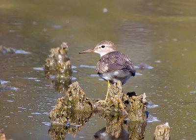 Spotted Sandpiper