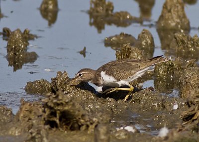 Spotted Sandpiper