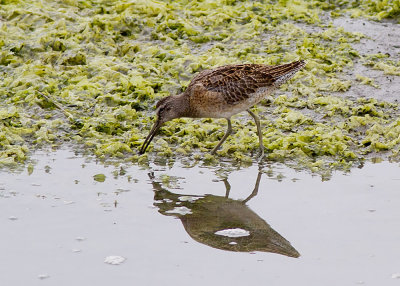 Short-billed Dowitcher