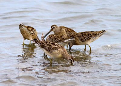 Short-billed Dowitcher