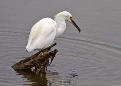 Snowy Egret