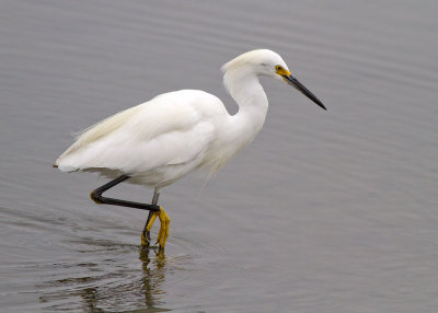 Snowy Egret