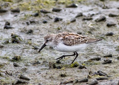 Western Sandpiper