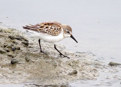 Western Sandpiper