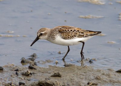 Western Sandpiper
