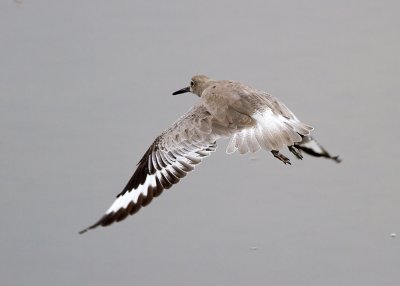 Willet