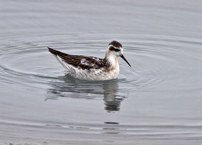 Red-necked Phalarope