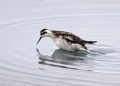 Red-necked Phalarope