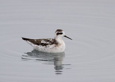 Red-necked Phalarope