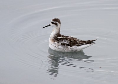 Red-necked Phalarope