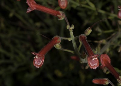 Bush Snapdragon (Galvezia juncea)
