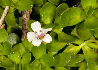 Water Hyssop (Bacopa monnieri)