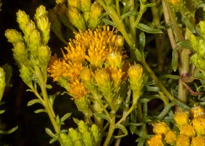 San Diego  Goldenbush (Isocoma menziesii menziesii) )