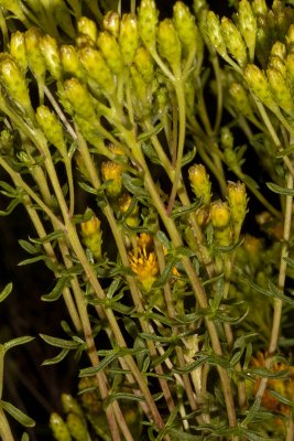 San Diego  Goldenbush (Isocoma menziesii menziesii) )