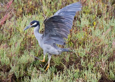 Yellow-crowned Night Heron