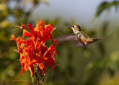 Allen's Hummingbird