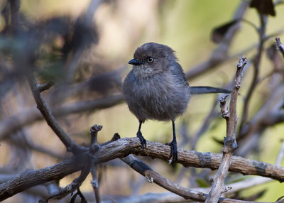 Bushtit