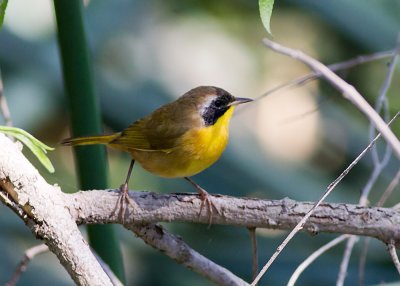 Common Yellowthroat