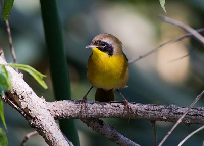 Common Yellowthroat