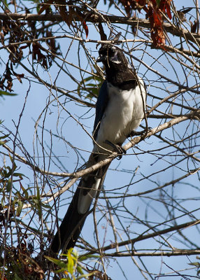Black-Throated Magpie Jay