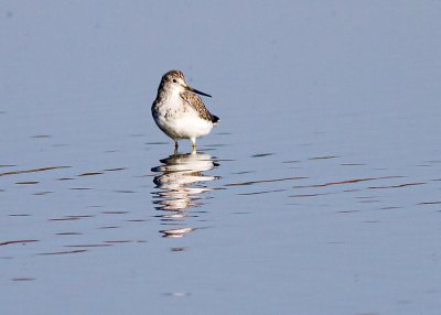 Stilt Sandpier