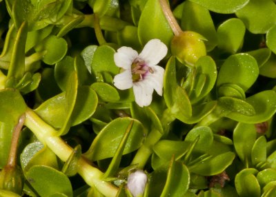 Water Hyssop (Bacopa monnieri)