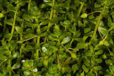 Water Hyssop (Bacopa monnieri)