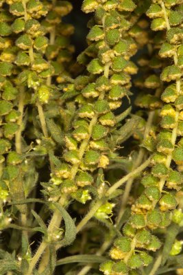Western Ragweed (Ambrosia psilostachya)
