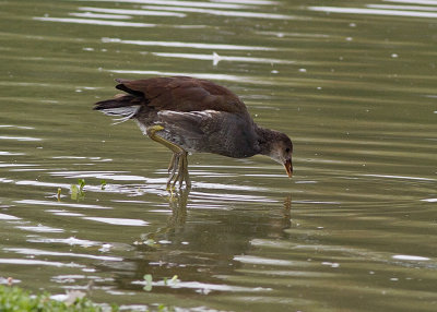 Common Moorhen