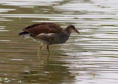 Common Moorhen