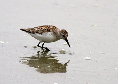 Western Sandpiper