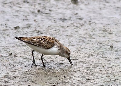 Western Sandpiper
