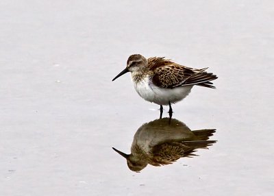 Western Sandpiper