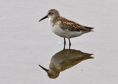 Western Sandpiper