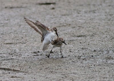 Western Sandpiper