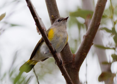 American Redstart