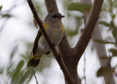 American Redstart
