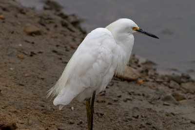 Snowy Egret