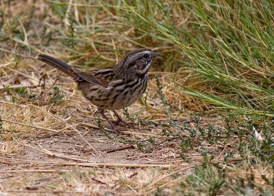 Song Sparrow