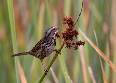 Song Sparrow