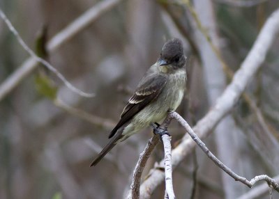 Olive-sided Flycatcher