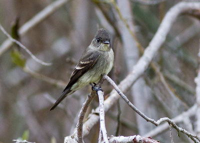 Olive-sided Flycatcher