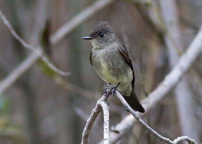 Olive-sided Flycatcher