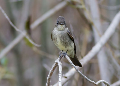 Olive-sided Flycatcher