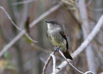 Olive-sided Flycatcher