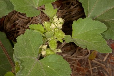 Cocklebur (Xanthium strumarium)