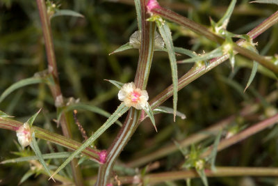 Russian Thistle (Salsola australis)