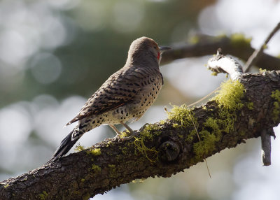 Northern Flicker