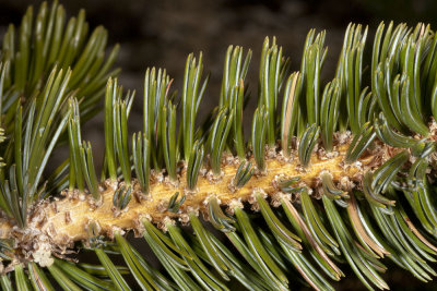 Close up of the five needle pine leaf cluster